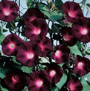 Black Knight Kniolas Morning Glory