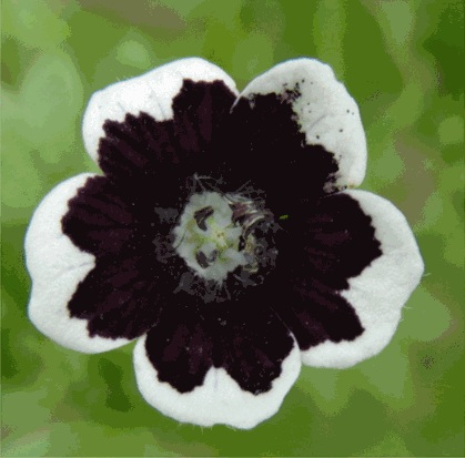 Penny Black Nemophila Looks Like it is Wearing a Tuxedo