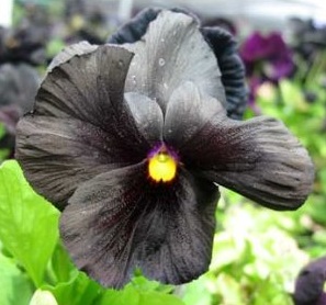 Black Devil Pansy