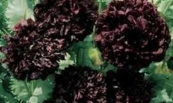 Black Peony Papaver Paeoniflorum: Beautiful Stunning Blooms