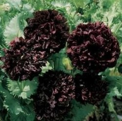 Black Peony Papaver Paeoniflorum