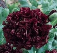 Black Cloud Papaver Somniferum Black Poppy