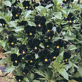 Bowles Black Viola: The Perfect Black Flower