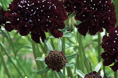 Black Mourning Bride, Scabiosa atropurpurea