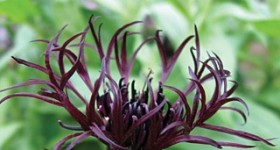 Black Sprite, Centaurea, Looks Like It Has Fingers