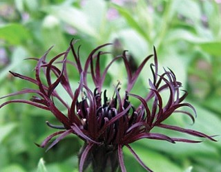 Black Sprite, Centaurea, Looks Like It Has Fingers