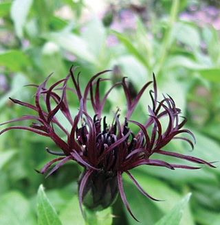 Black Sprite, Centaurea, Looks Like It Has Fingers