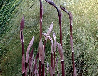 Disporum, Night Heron