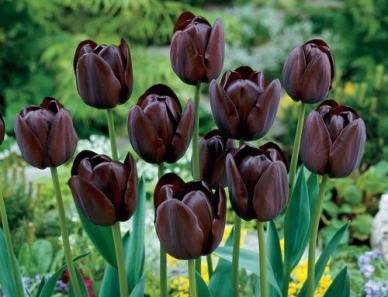 Queen of the Night Tulip