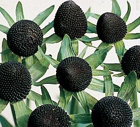 Black Coneflower