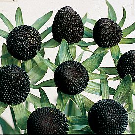 Black Coneflower