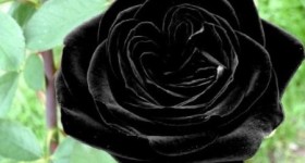 Black Rose, the Ultimate Gothic Flower