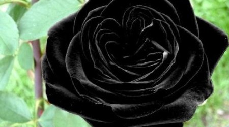 Black Rose, the Ultimate Gothic Flower
