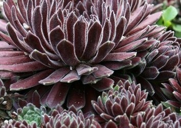 Sempervivum ‘Crimson Velvet’ Hen and Chicks
