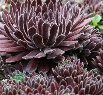 Sempervivum 'Crimson Velvet'