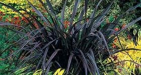 Phormium Platt's Black Grass