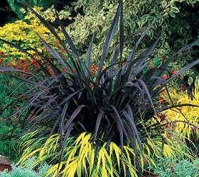 Phormium Platt’s Black Grass