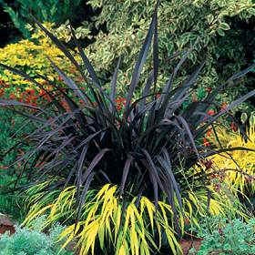 Phormium Platts Black Grass