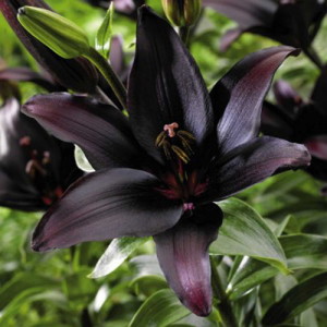 Black Charm Lily