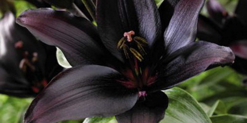 Black Lily