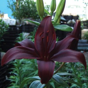 Black Jewel Lily