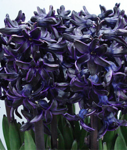 Dark dimension hyacinth