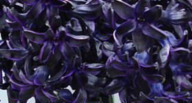 Hyacinth, Dark Dimension