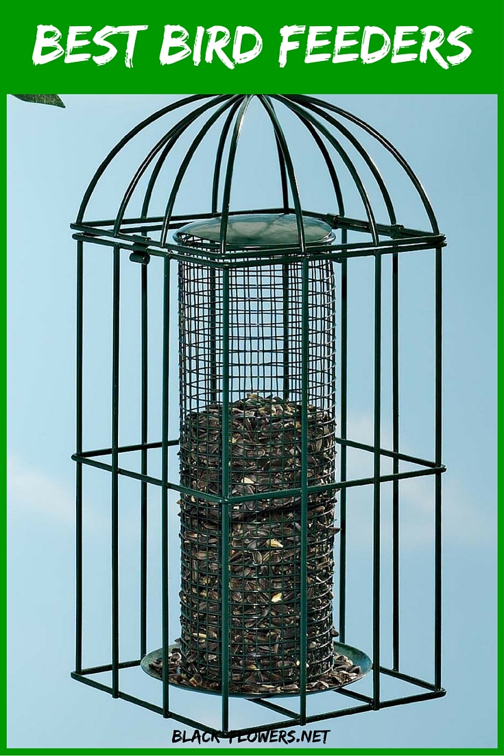 Best Bird Feeders