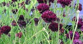 Centaurea Cyanus Black Ball Cornflower