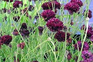 Centaurea Cyanus Black Ball Cornflower