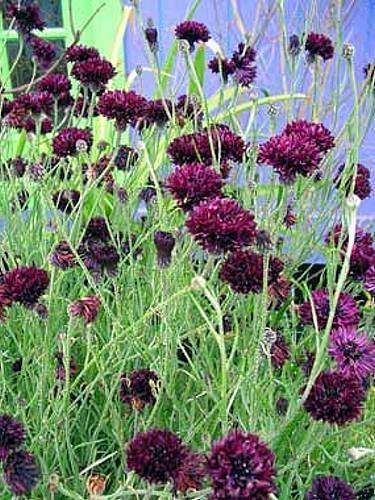 Black Ball Cornflower