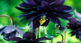 Black Barlow Columbine is Gothic in Appearance