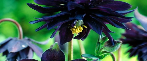 Black Barlow Columbine is Gothic in Appearance