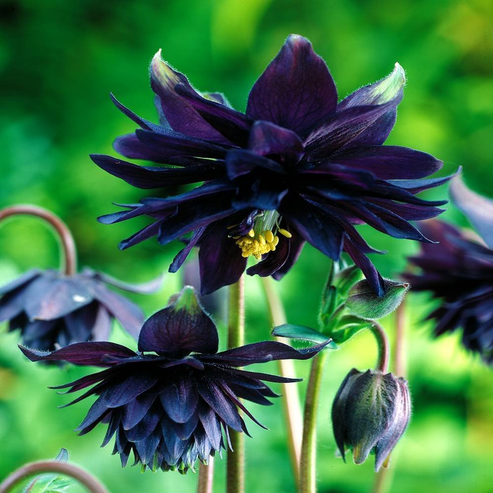 Black Barlow Columbine