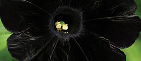 Black Cat Petunia