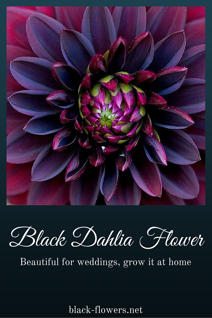 Black Dahlia Flower