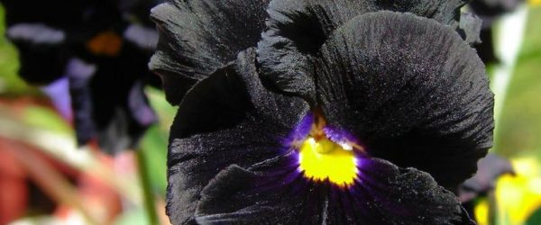 What Makes the Black Devil Pansy Ideal for Gothic Gardens?