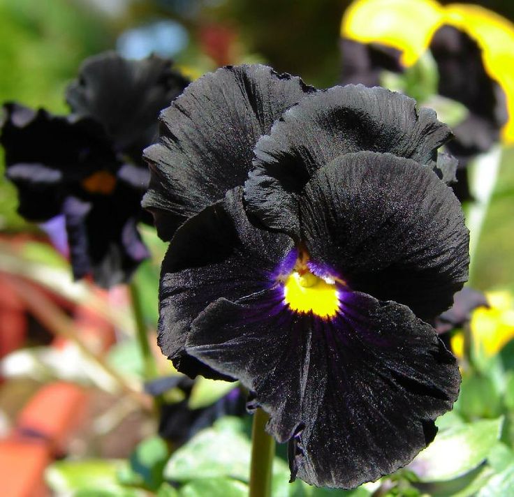 What Makes the Black Devil Pansy Ideal for Gothic Gardens?