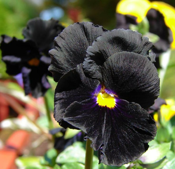 Black Devil Pansy