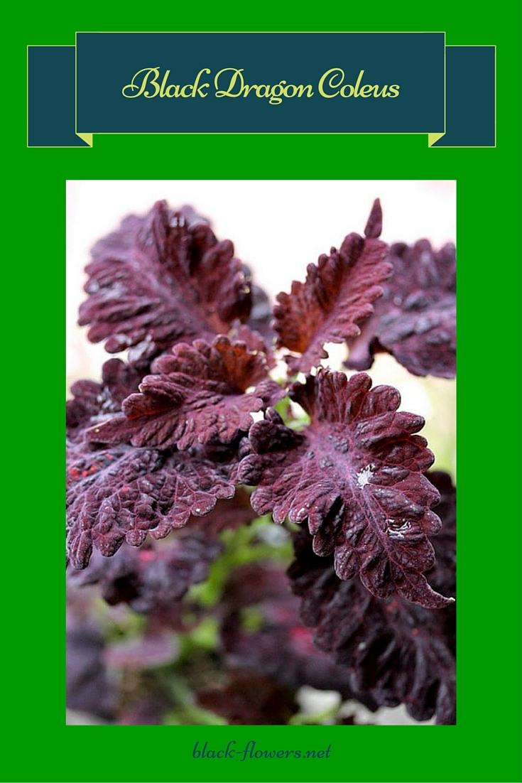 Black Dragon Coleus