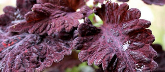 Black Dragon Coleus
