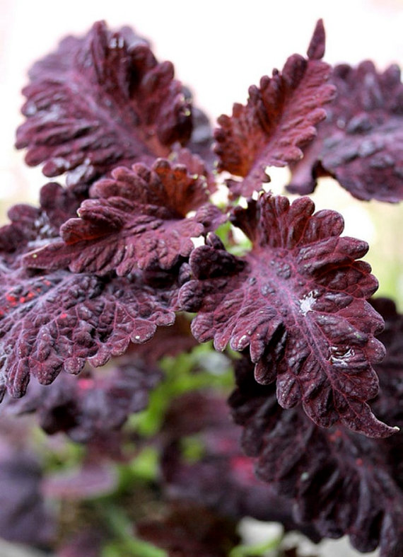 Black Dragon Coleus