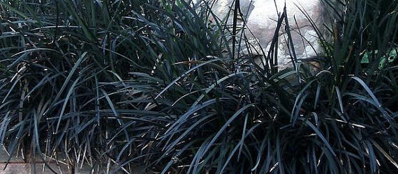 Black Mondo Grass