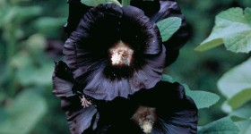 Black Nigra Hollyhock (Alcea rosea): Perfect Bloom for a Gothic Garden