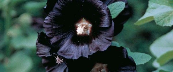 Black Nigra Hollyhock (Alcea rosea): Perfect Bloom for a Gothic Garden