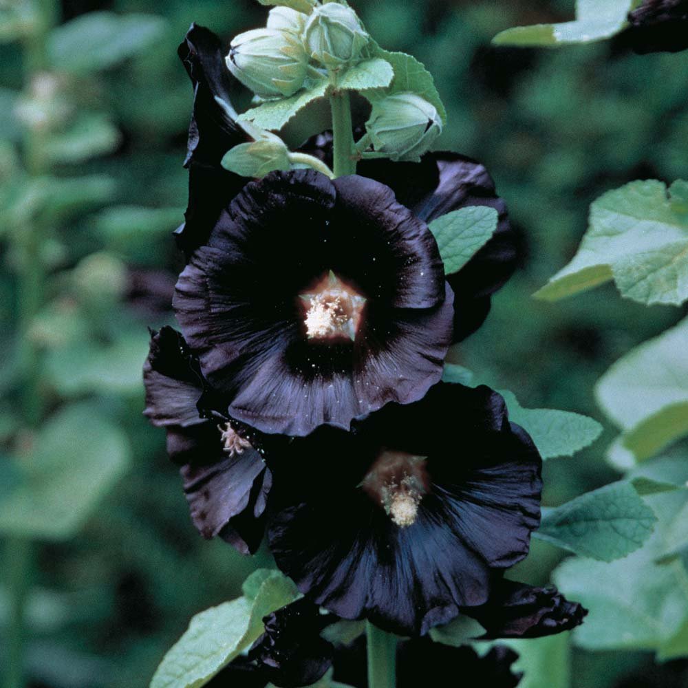 Black Nigra Hollyhock