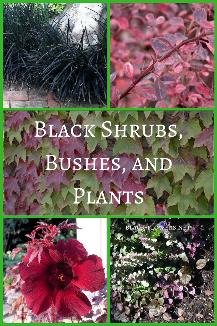 Black Shrubs Bushes Plants