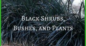 Black Shrubs, Bushes, and Plants