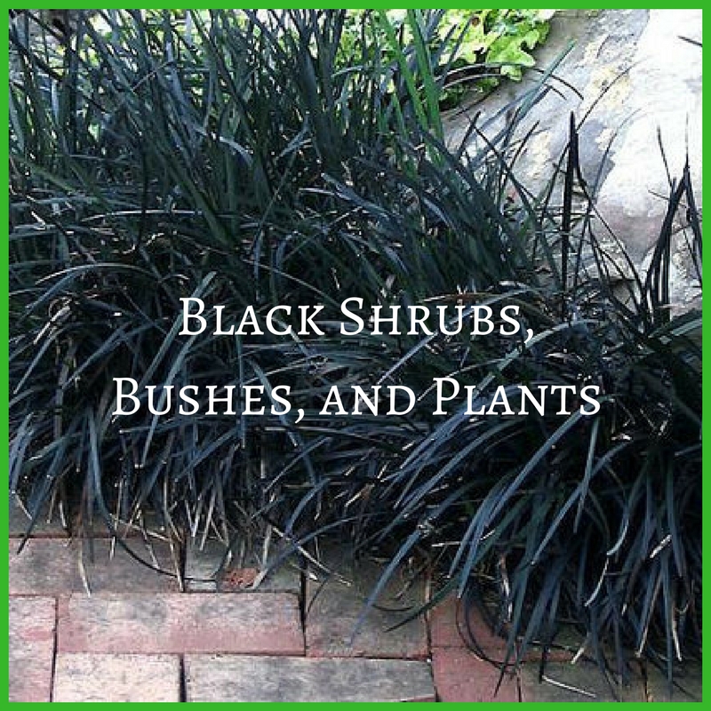 Black Shrubs Bushes and Plants