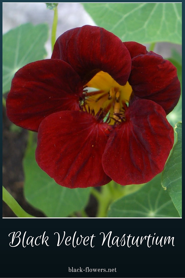 Black Velvet Nasturtium